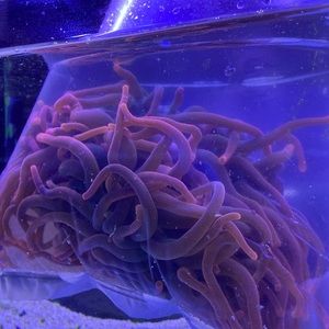 Meet your Posher, Adrian